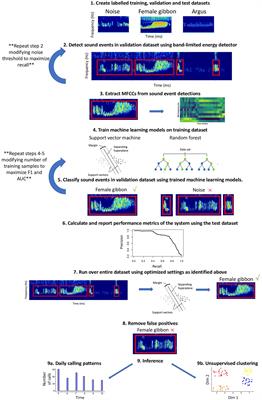 A workflow for the automated detection and classification of female gibbon calls from long-term acoustic recordings